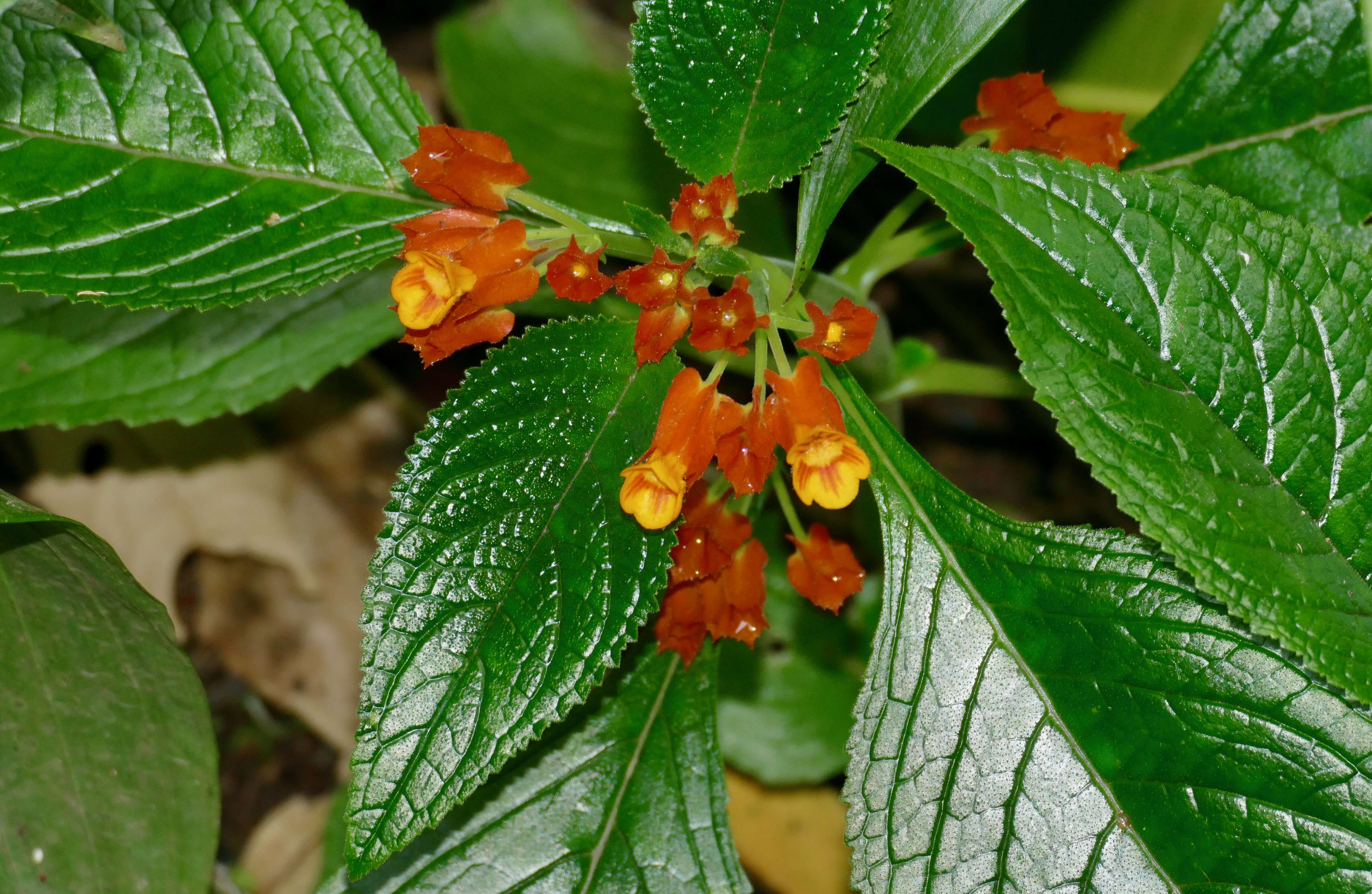 Sivun Chrysothemis pulchella (Donn ex Sims) Decne. kuva