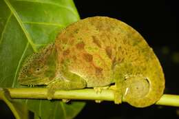 Image de Caméléon à voile du Cameroun