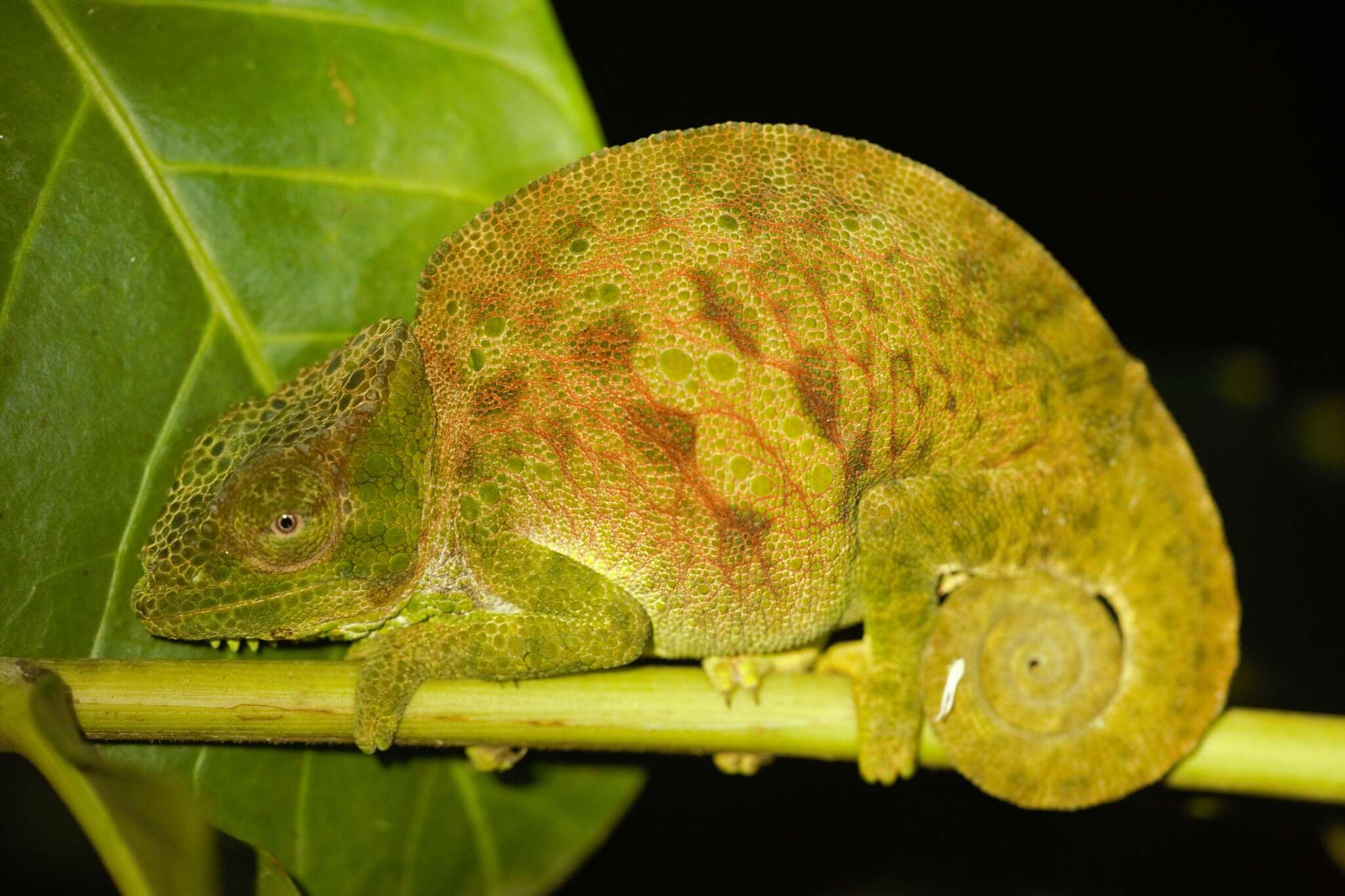 Image de Caméléon à voile du Cameroun