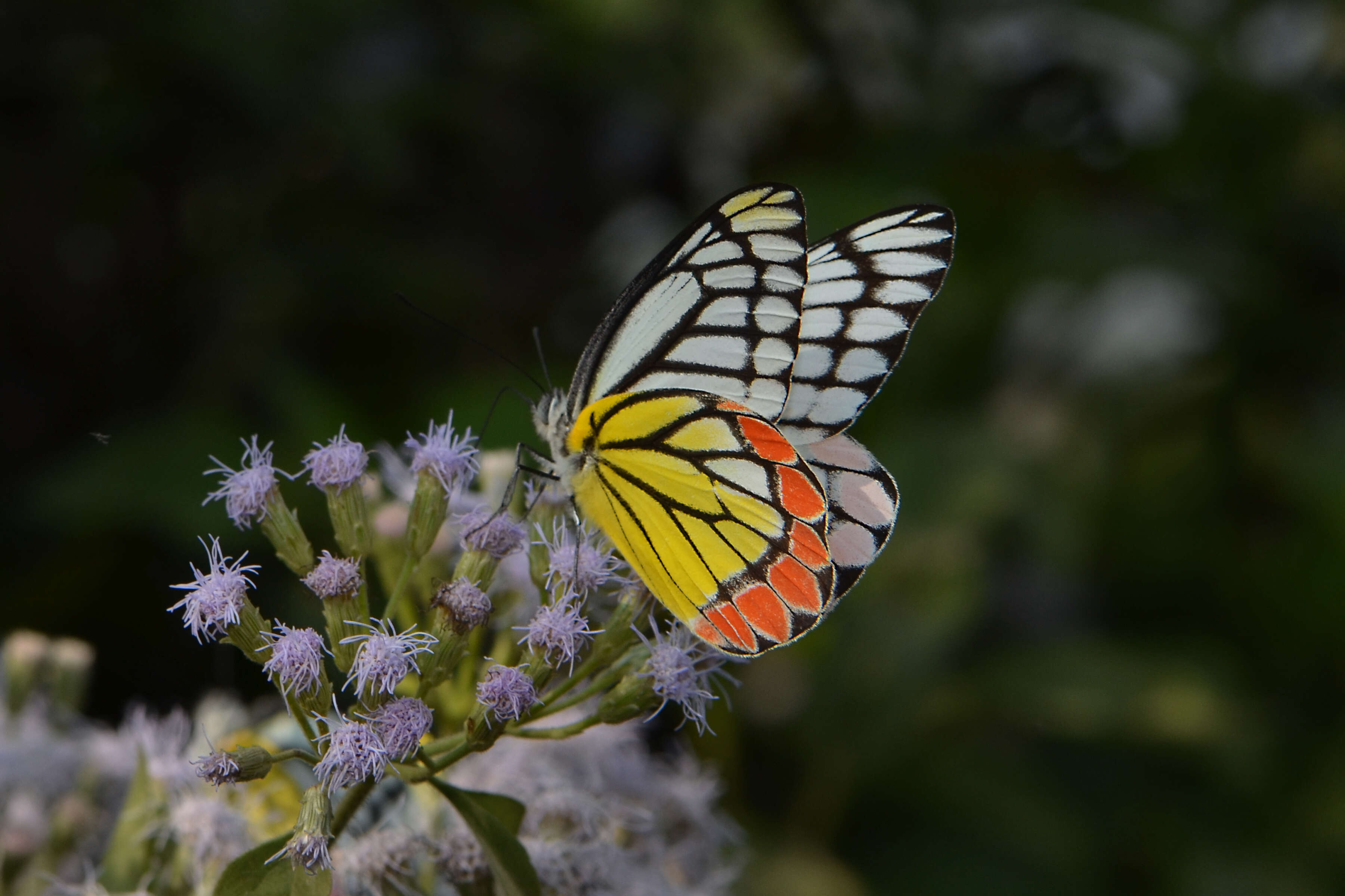 Image of Common Jezebel