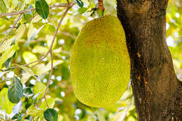 Image of jackfruit