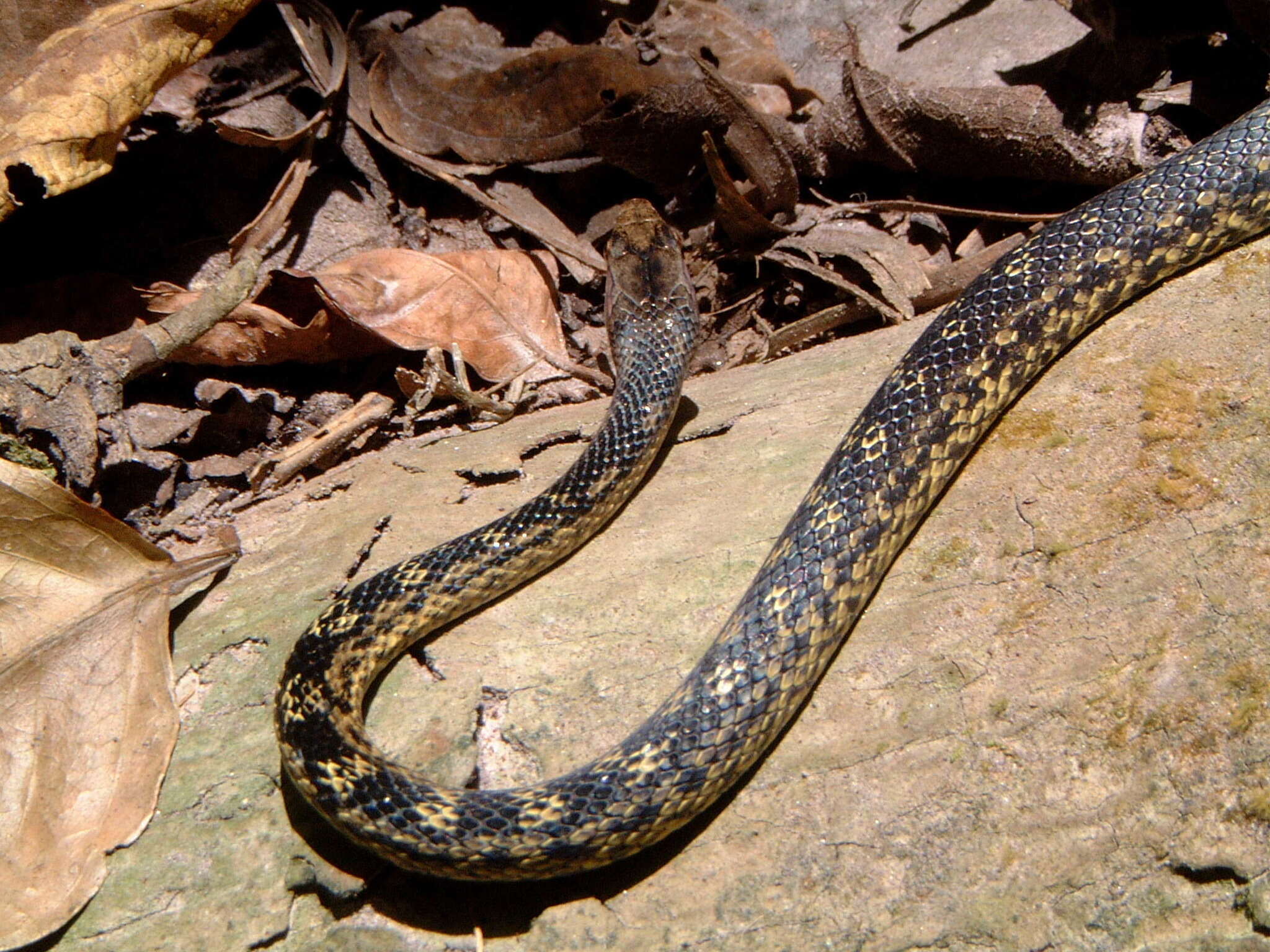 Image of Montserrat Racer