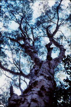 Image of punktree