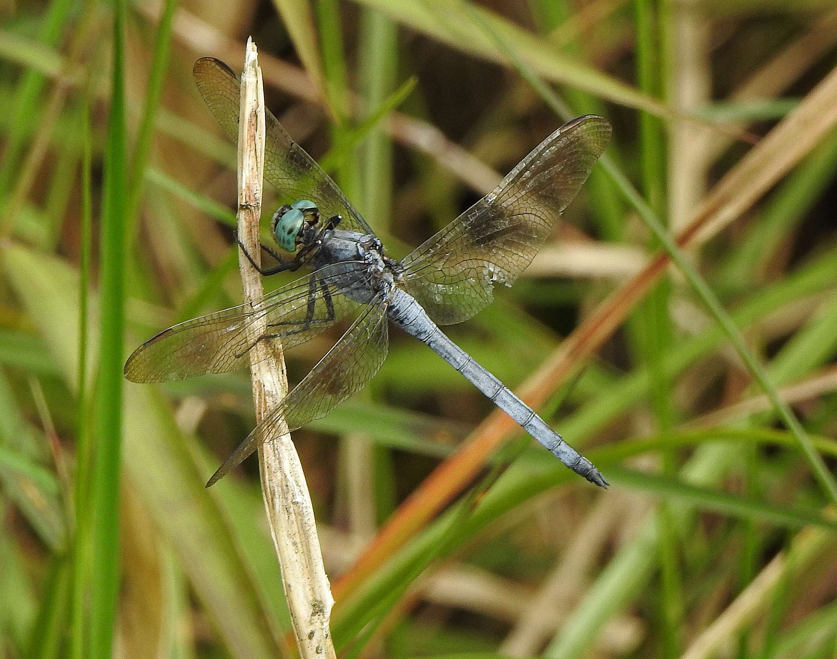 Image of Orthetrum luzonicum (Brauer 1868)