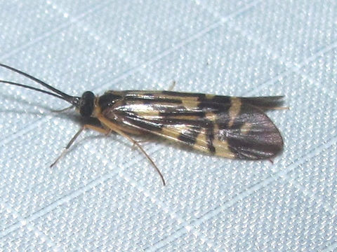 18.https www inaturalist org photos 5461295.580x360