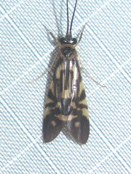 18.https www inaturalist org photos 5461296.580x360