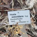 Image of Hosta sieboldiana var. sieboldiana