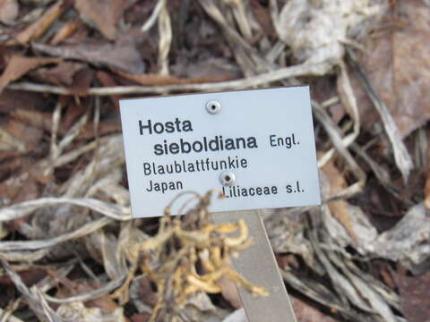 Image de Hosta sieboldiana var. sieboldiana