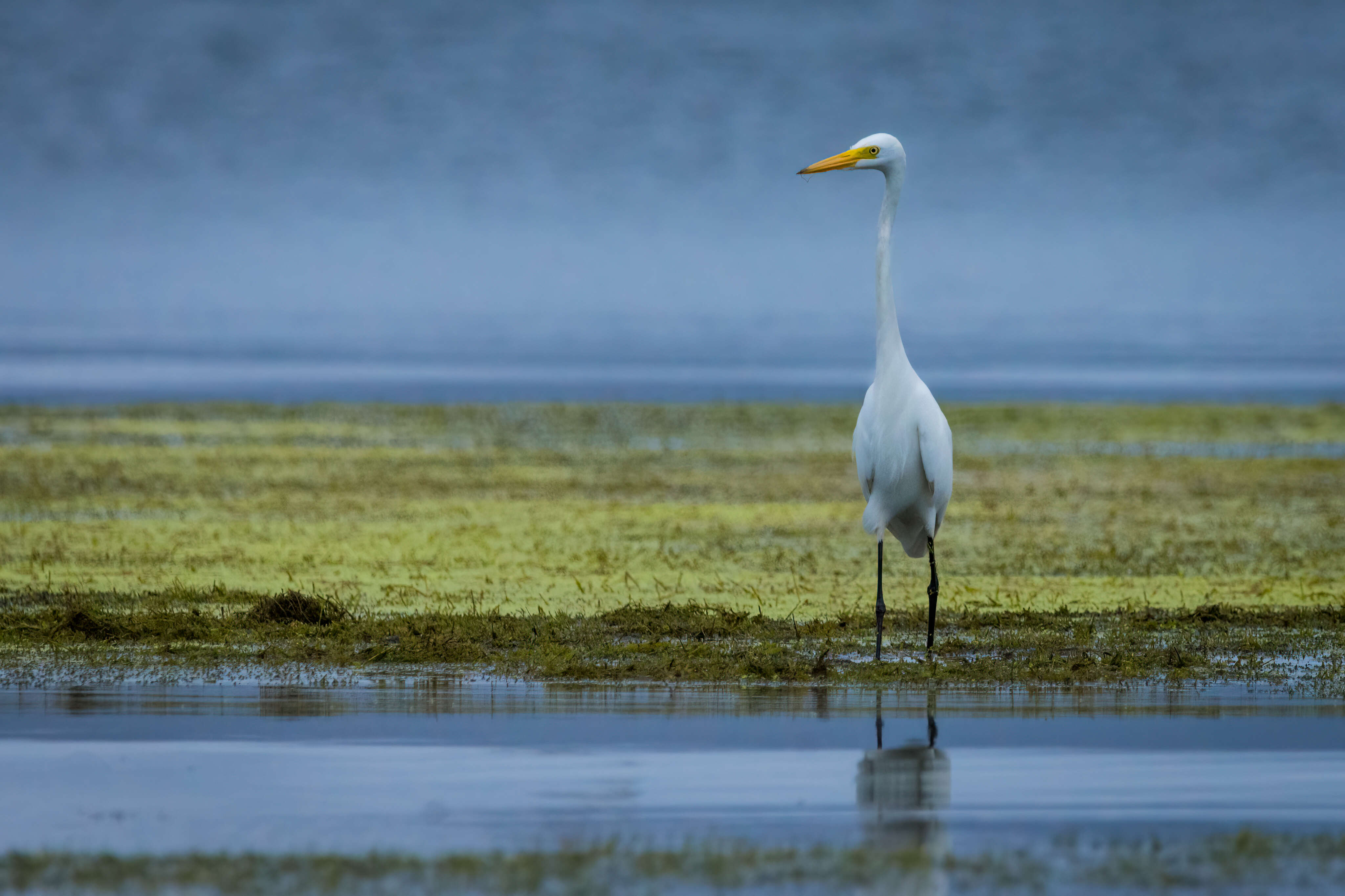 Image of Intermediate Egret