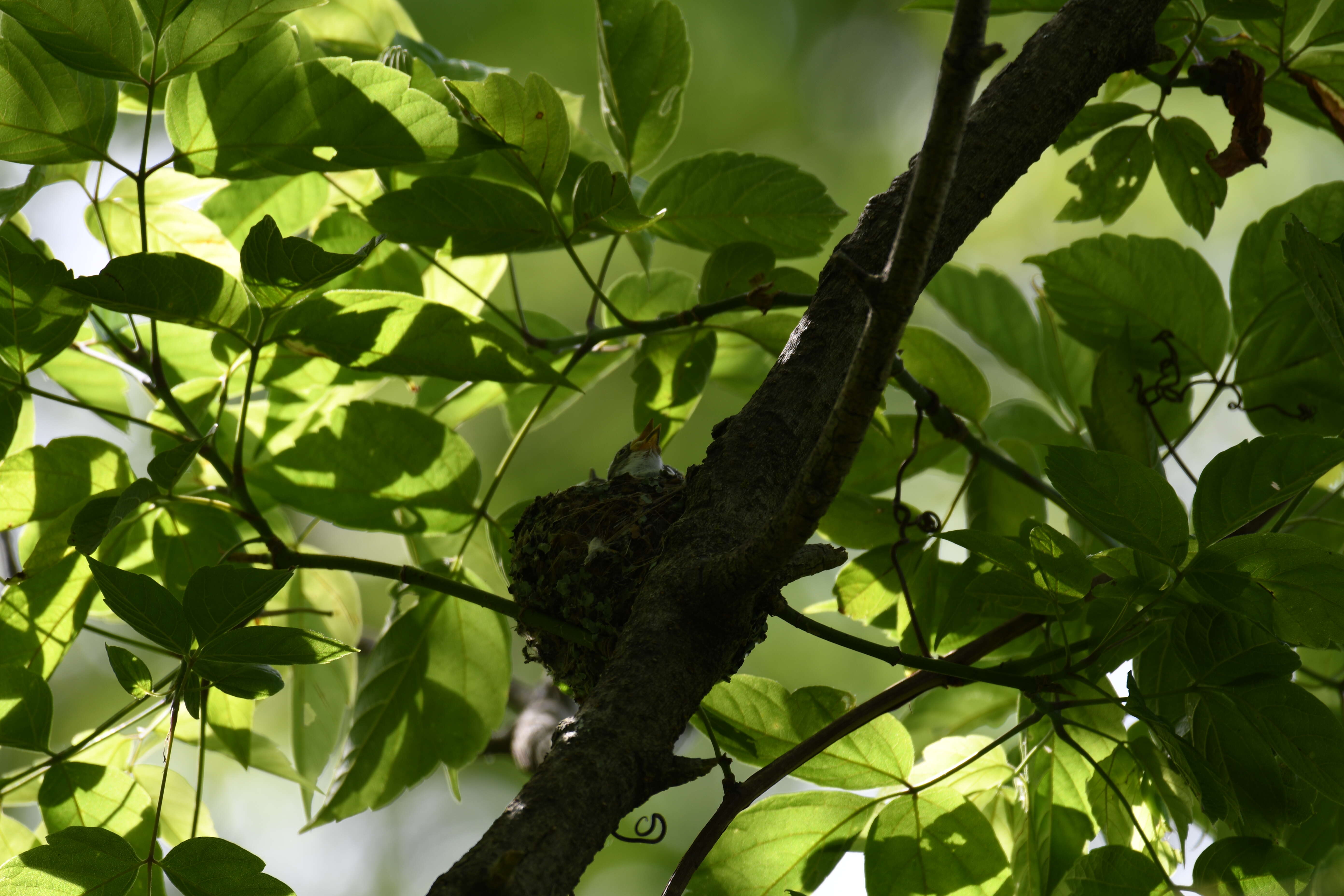 Image of gnatcatchers