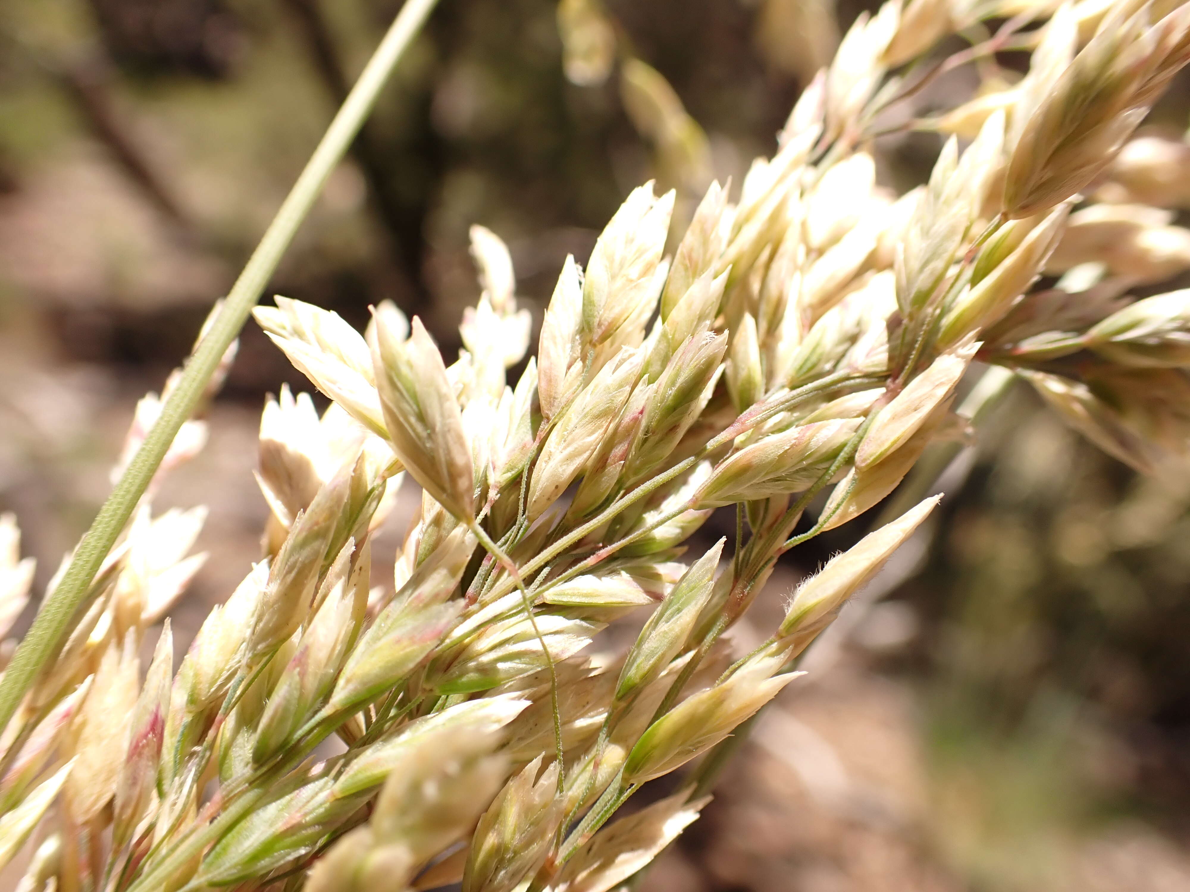 Plancia ëd Poa fendleriana (Steud.) Vasey