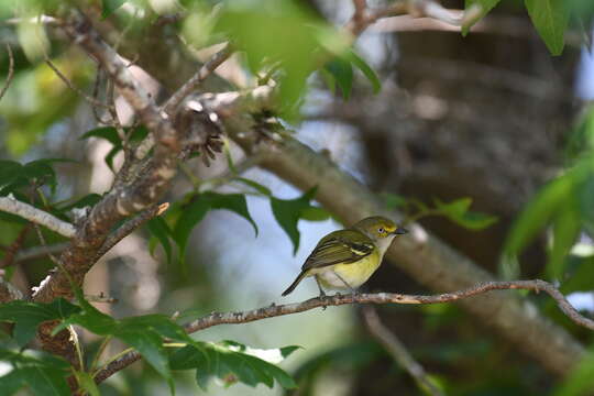 Слика од Vireo griseus (Boddaert 1783)