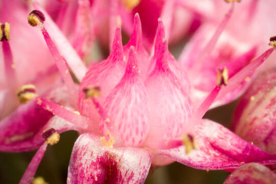 Image of Hylotelephium cauticola (Praeger) H. Ohba