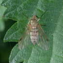 Image of Chrysopilus asiliformis