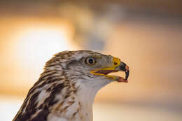 Image of Common Buzzard