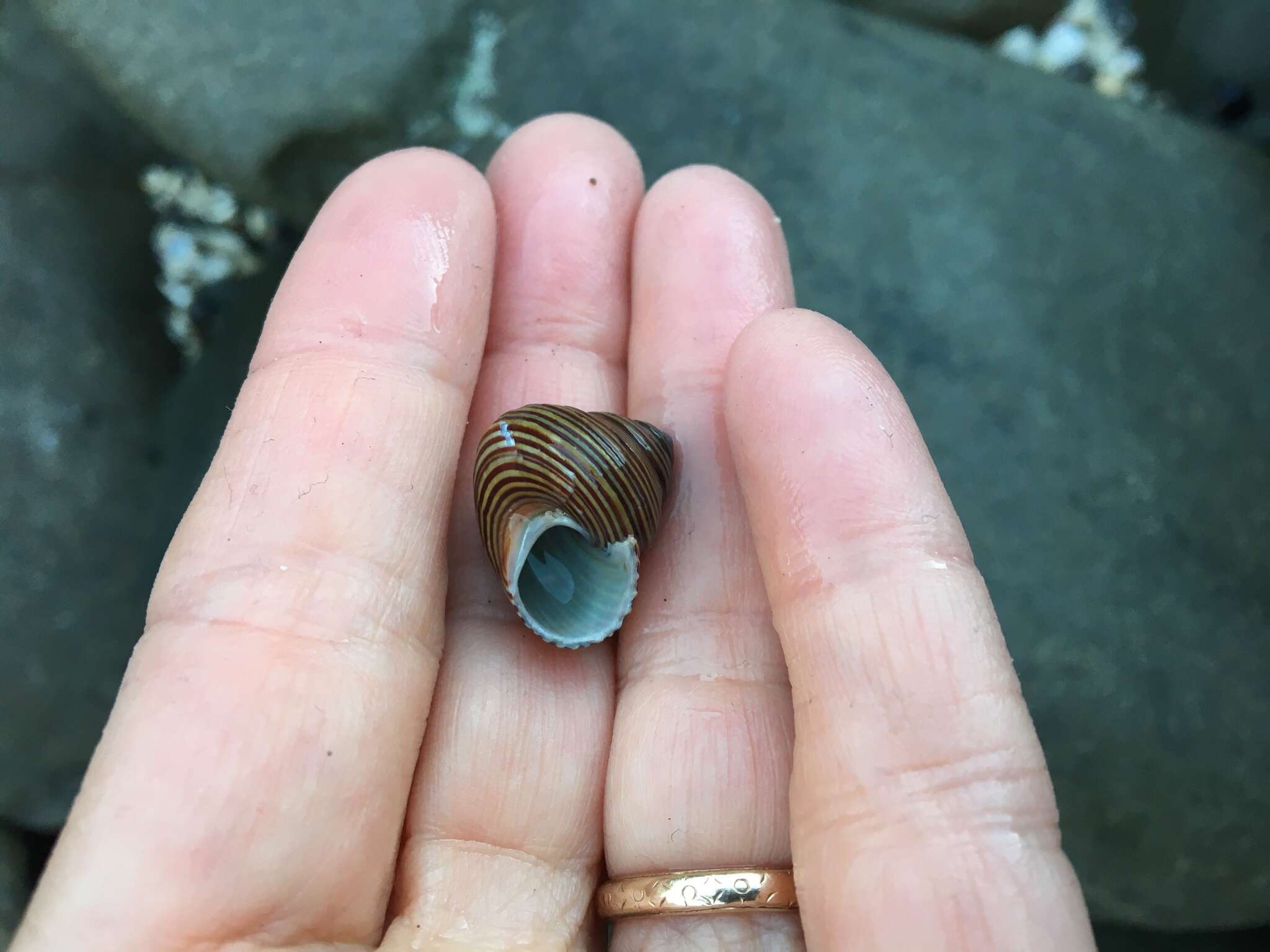 Image of Blue Top Snail