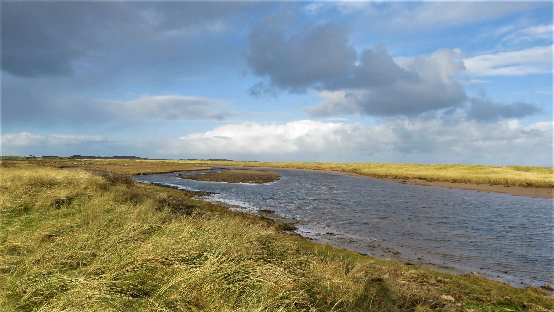 Image of European beachgrass