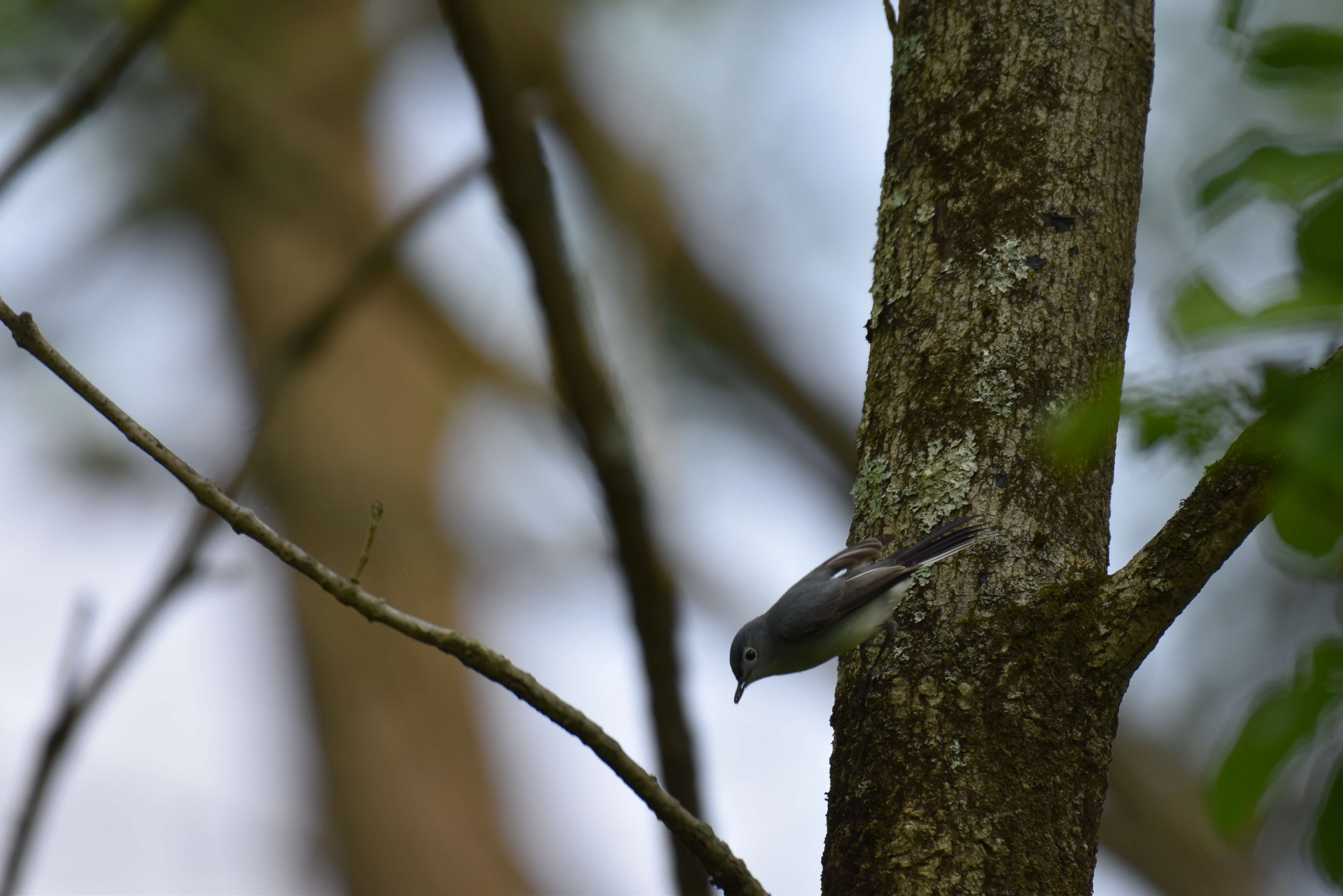 Image of gnatcatchers