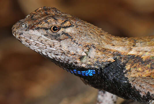 Image of Eastern Fence Lizard