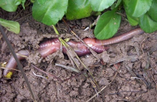 Image of red marshworms