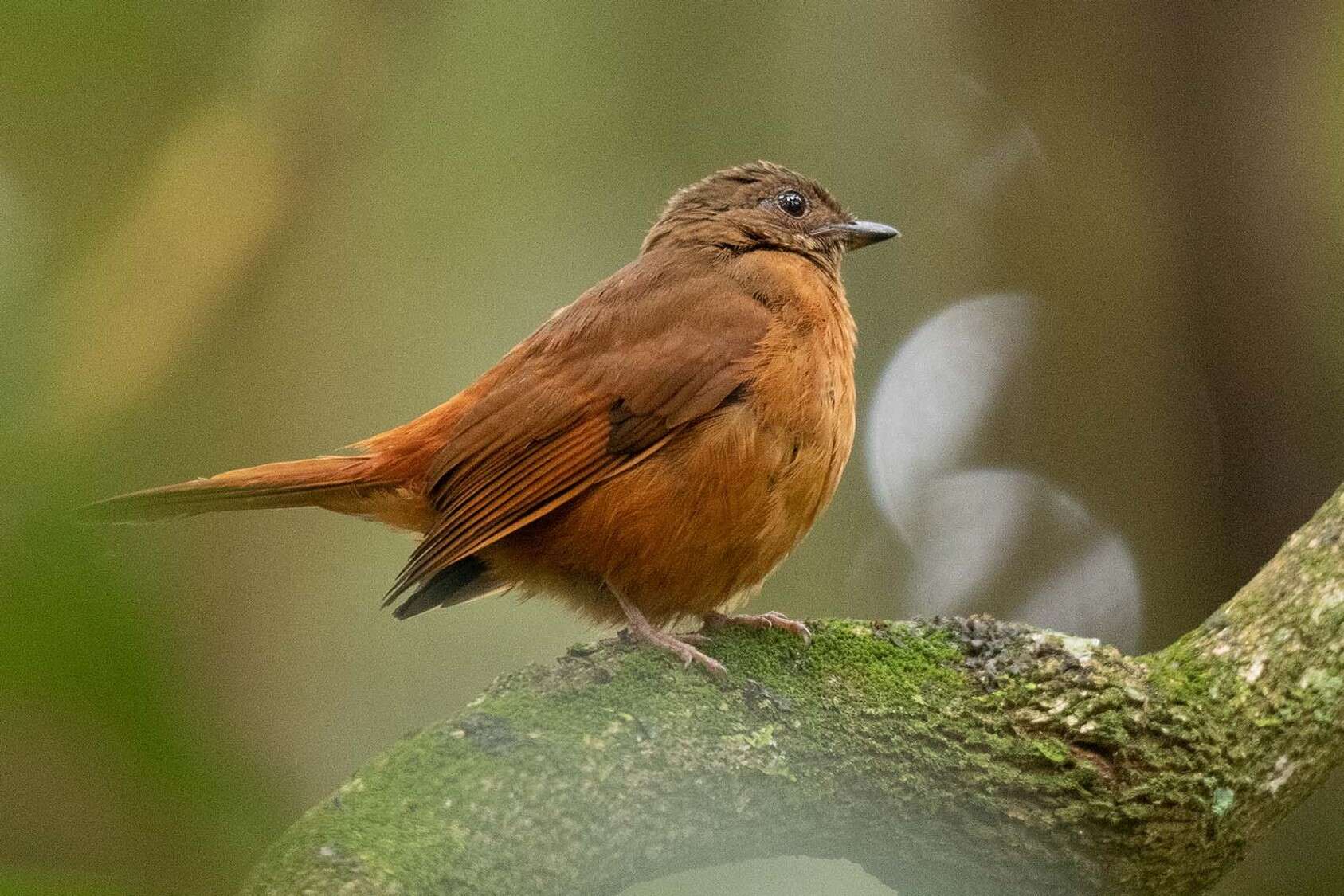 Image of Fraser's Rufous Thrush