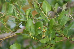 Image of Gray Mangrove