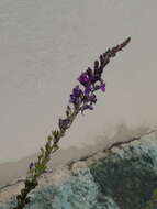 Plancia ëd Linaria purpurea (L.) Mill.