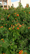 Image of trailing shrubverbena