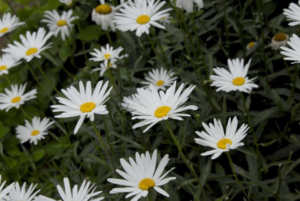 Image of daisy