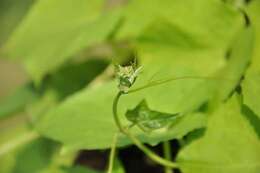 Image of garden cucumber