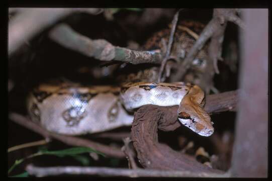 Image of Central American Boa