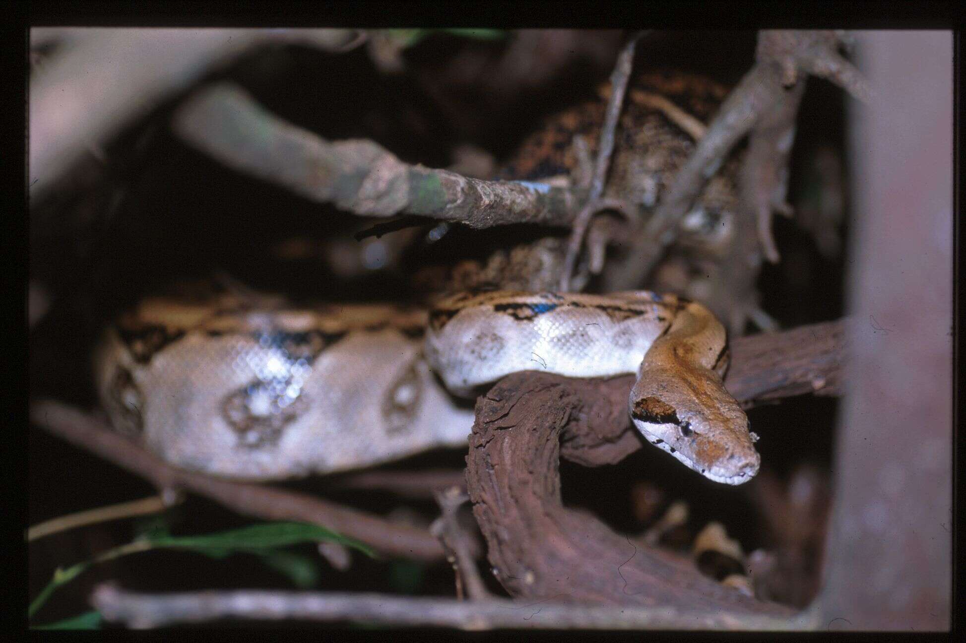 Image of Arabesque Boa