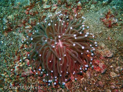 Image of Mushroom coral