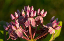 Image of prairie milkweed