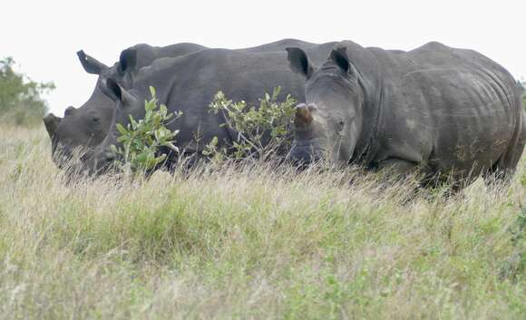 Image of Grass Rhinoceros