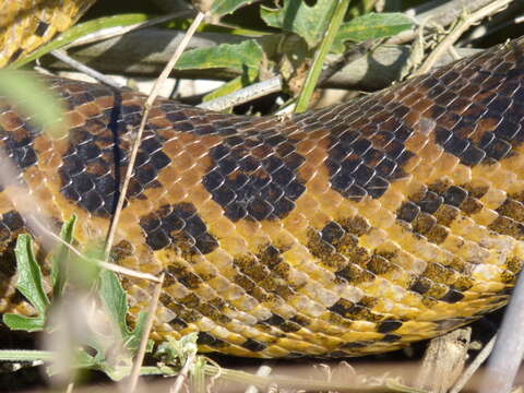 Image of Yellow anaconda