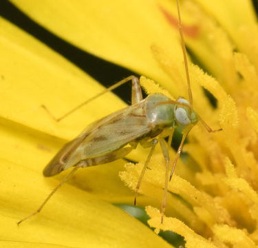 18.https www inaturalist org photos 5465047.580x360