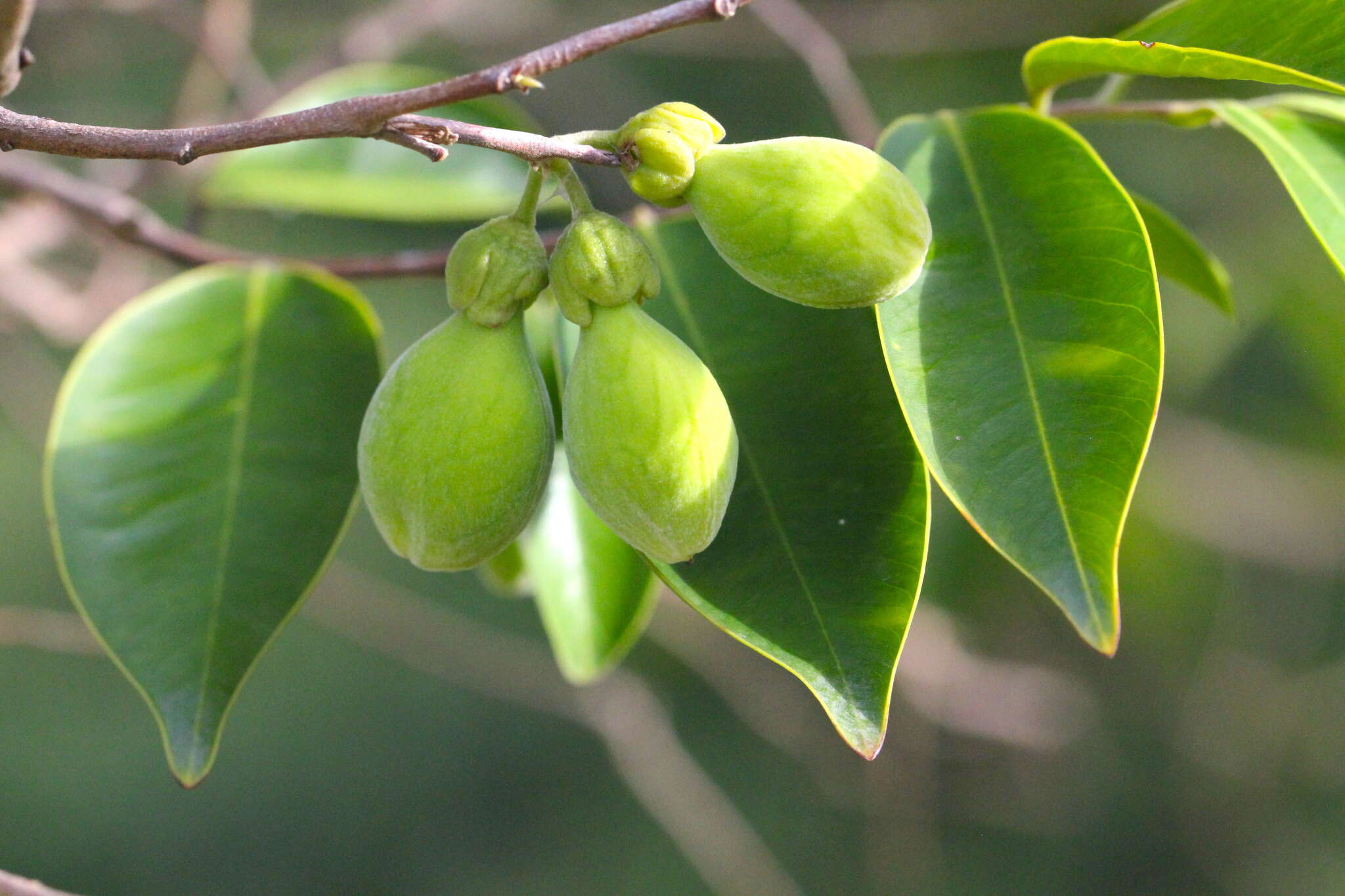 Image of Incense tree