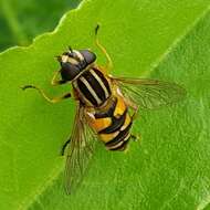 Image of Marsh Hoverfly