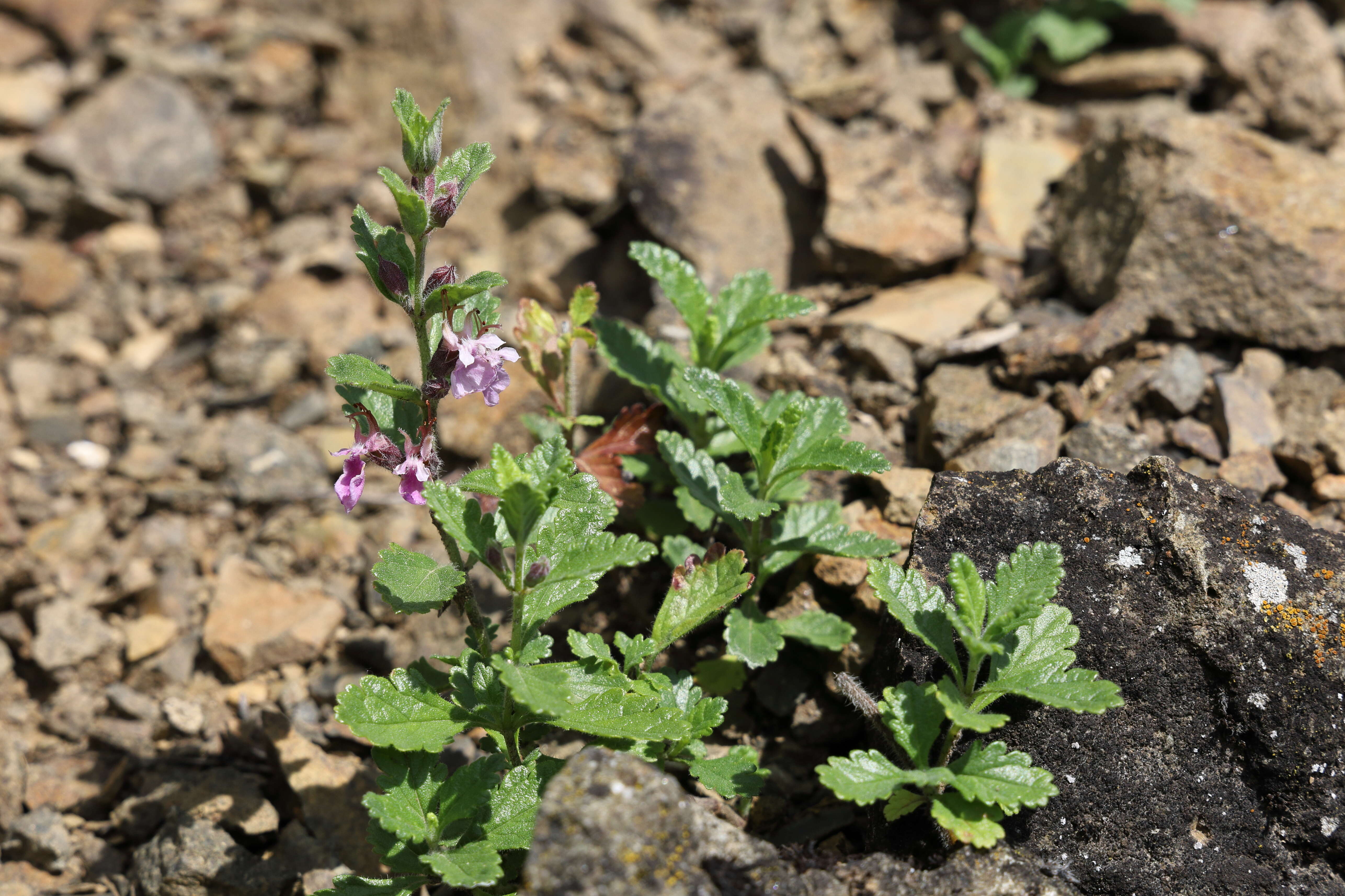 Image de Germandrée petit-chêne