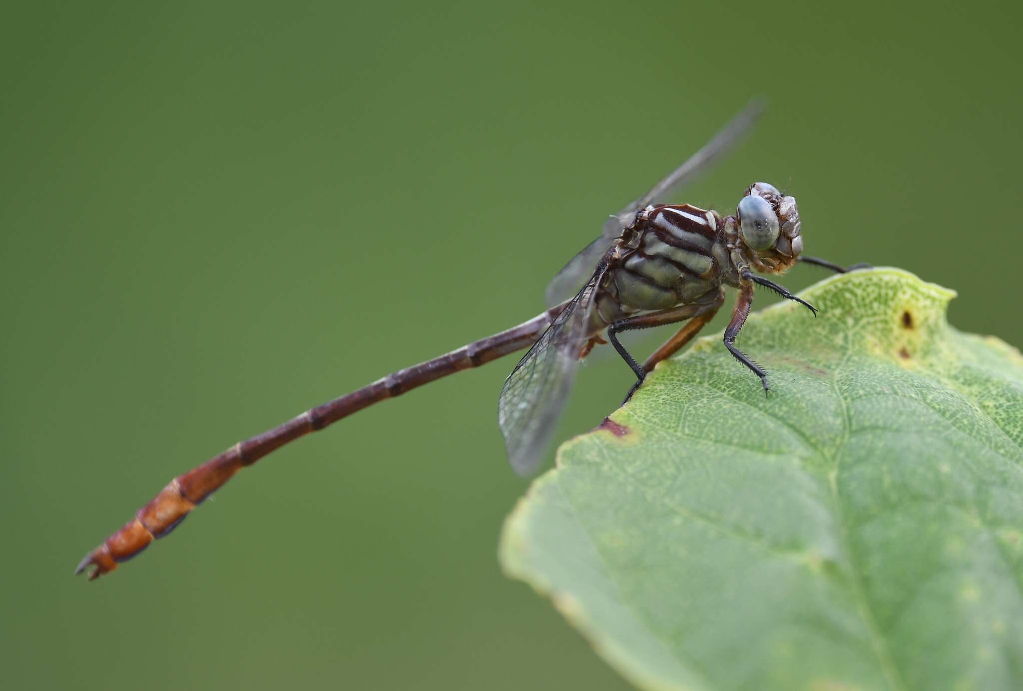 Image of Russet-tipped Clubtail