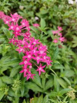 Image of pentas