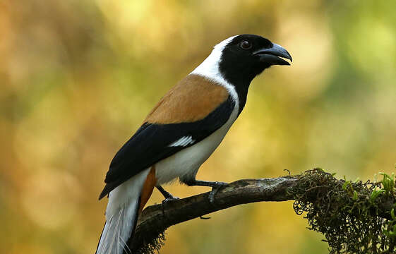 Image of White-bellied Treepie