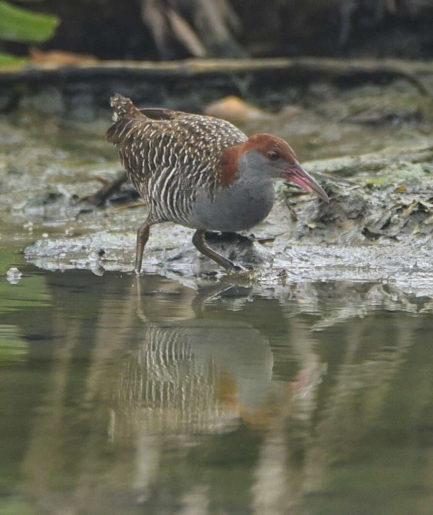 Image of Slaty-breasted Banded Rail