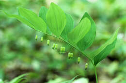 Image of Hairy Solomon's-Seal