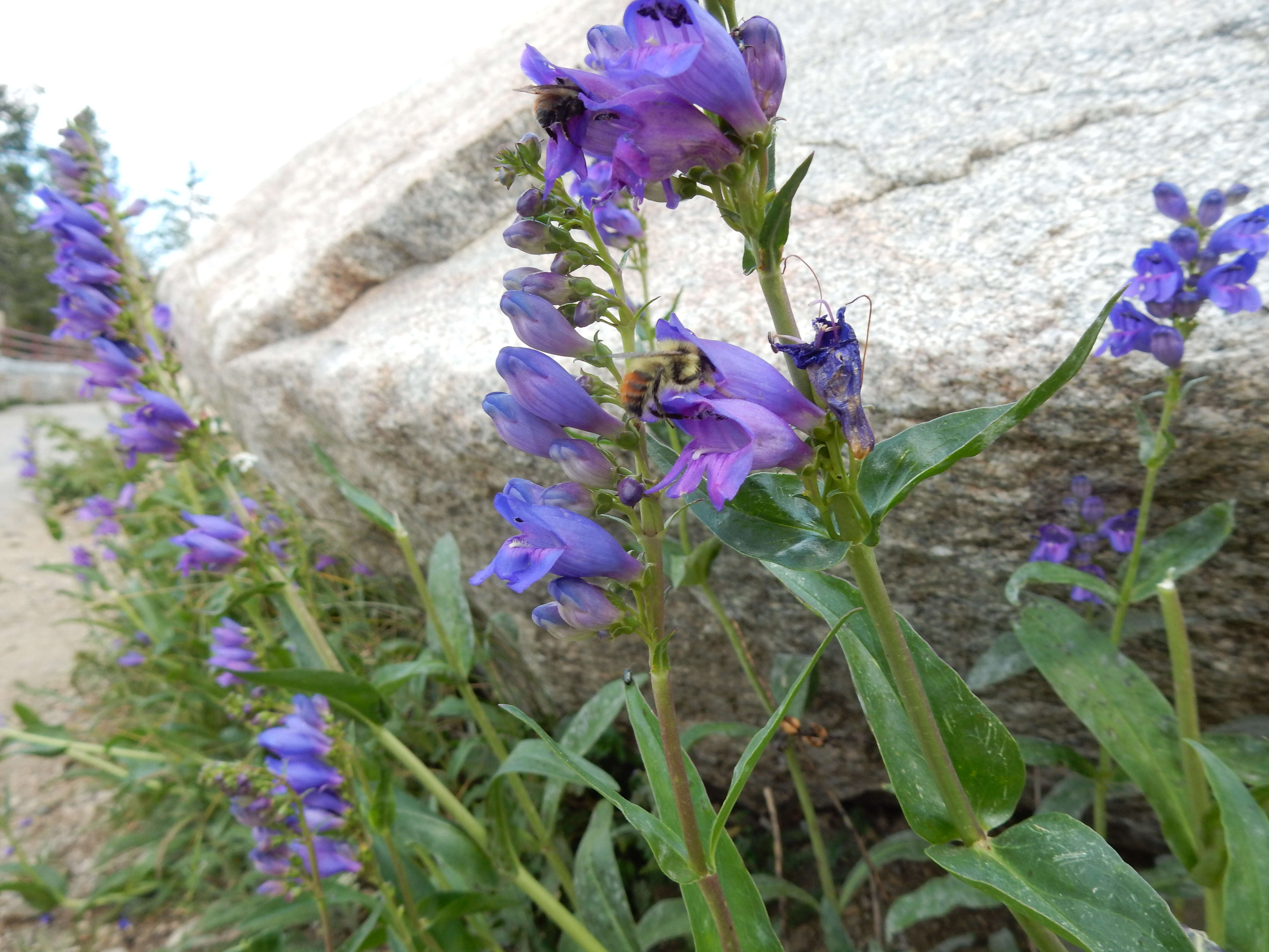 Image of blue penstemon