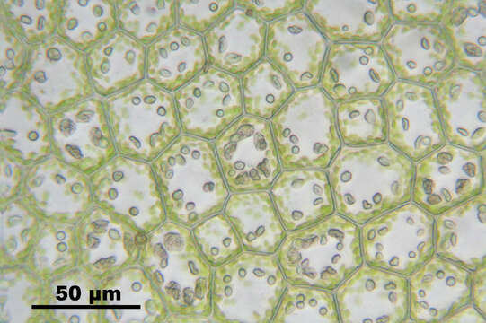 Image of Bifid Crestwort