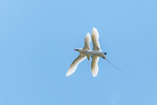 Image of Red-tailed Tropicbird