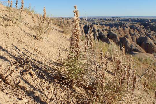 Слика од Liatris punctata Hook.