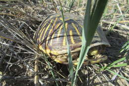 Plancia ëd Terrapene ornata ornata (Agassiz 1857)